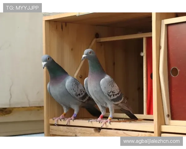 掌握网上真人ag的技巧提升游戏体验和盈利能力的详细指南 掌握网上真人ag的技巧提升游戏体验和盈利能力的详细指南